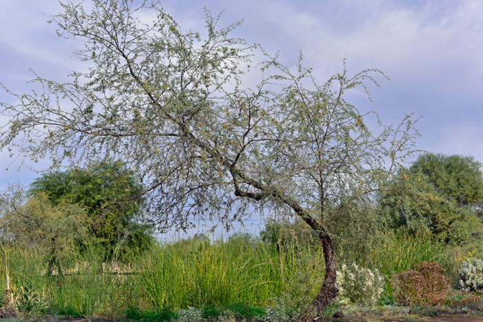 Screw Bean Mesquite may be a dominant species in lower elevation riparian areas or mesquite bosque `ats. All species of Mesquite make excellent firewood and their wood has been used for tool handles and fenceposts. Pollen from all species are reported to be responsible for hay-fever. Prosopis pubescens